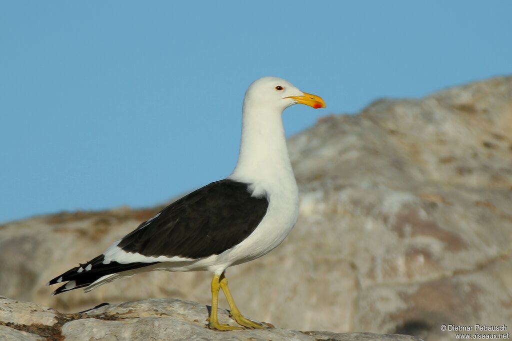 Goéland dominicainadulte