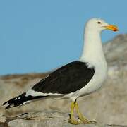 Kelp Gull