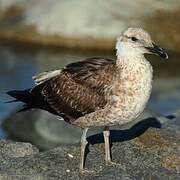 Kelp Gull