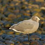 Grey Gull