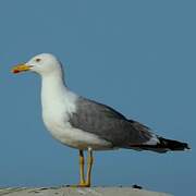 Yellow-legged Gull