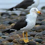 Belcher's Gull