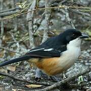 Southern Boubou