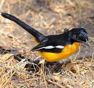 Crimson-breasted Shrike