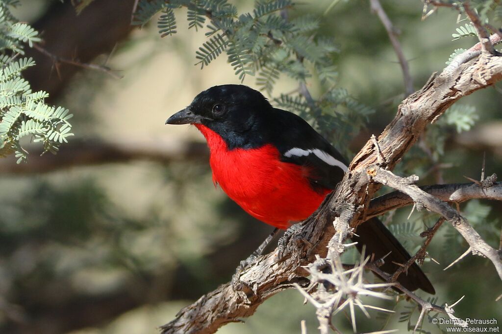 Crimson-breasted Shrikeadult