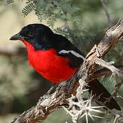 Crimson-breasted Shrike