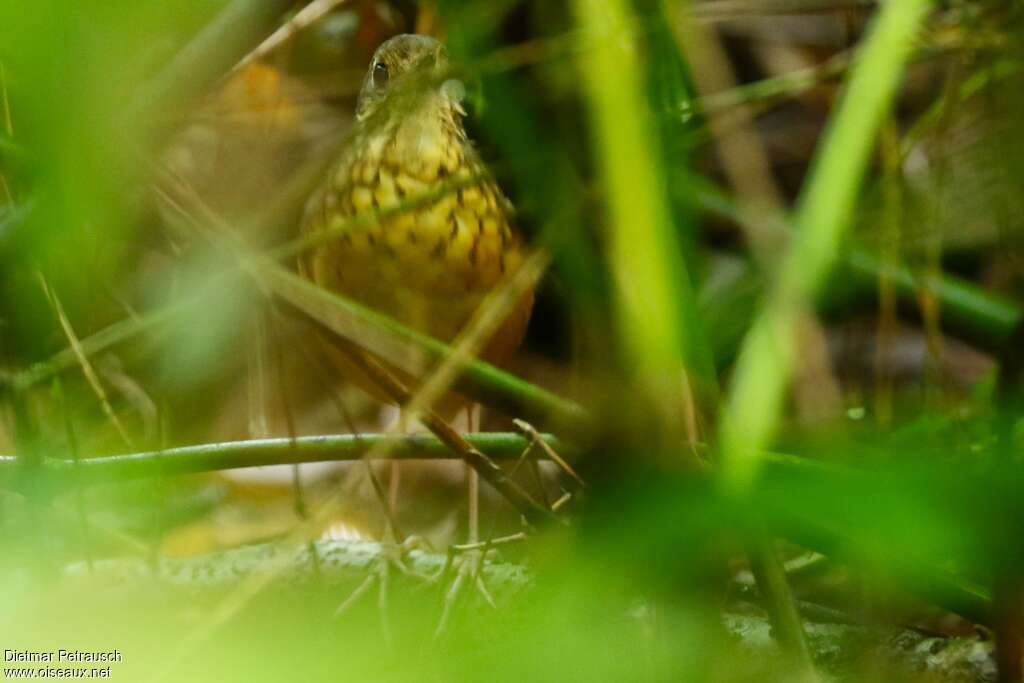 Speckle-breasted Antpittaadult