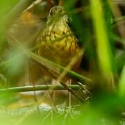 Speckle-breasted Antpitta