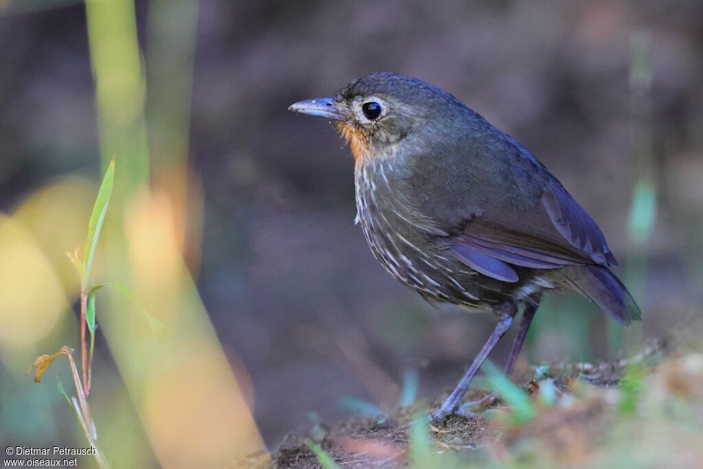 Santa Marta Antpitta