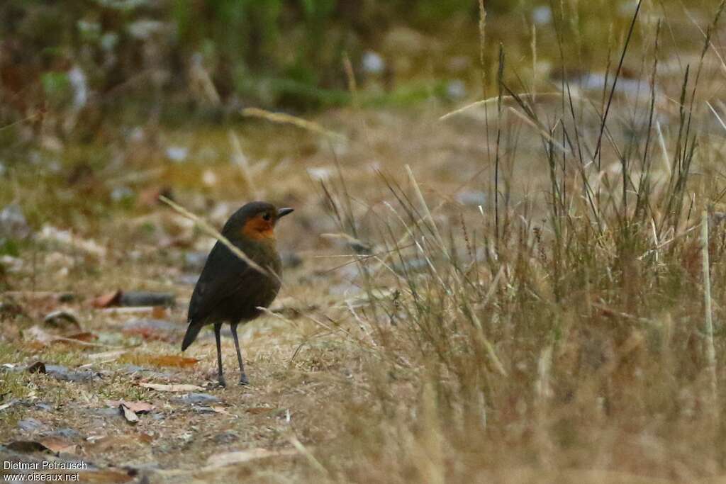 Rufous-faced Antpittaadult