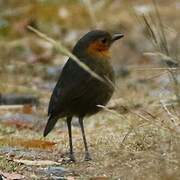 Rufous-faced Antpitta