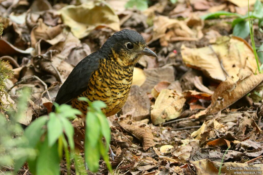 Undulated Antpittaadult