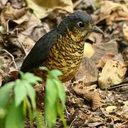 Undulated Antpitta