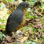 Undulated Antpitta