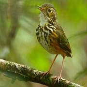 White-browed Antpitta