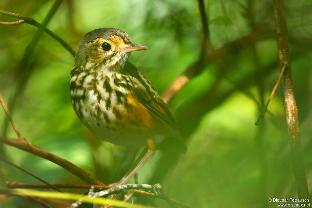 White-browed Antpittaadult