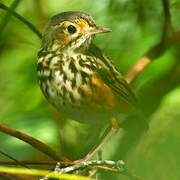 White-browed Antpitta