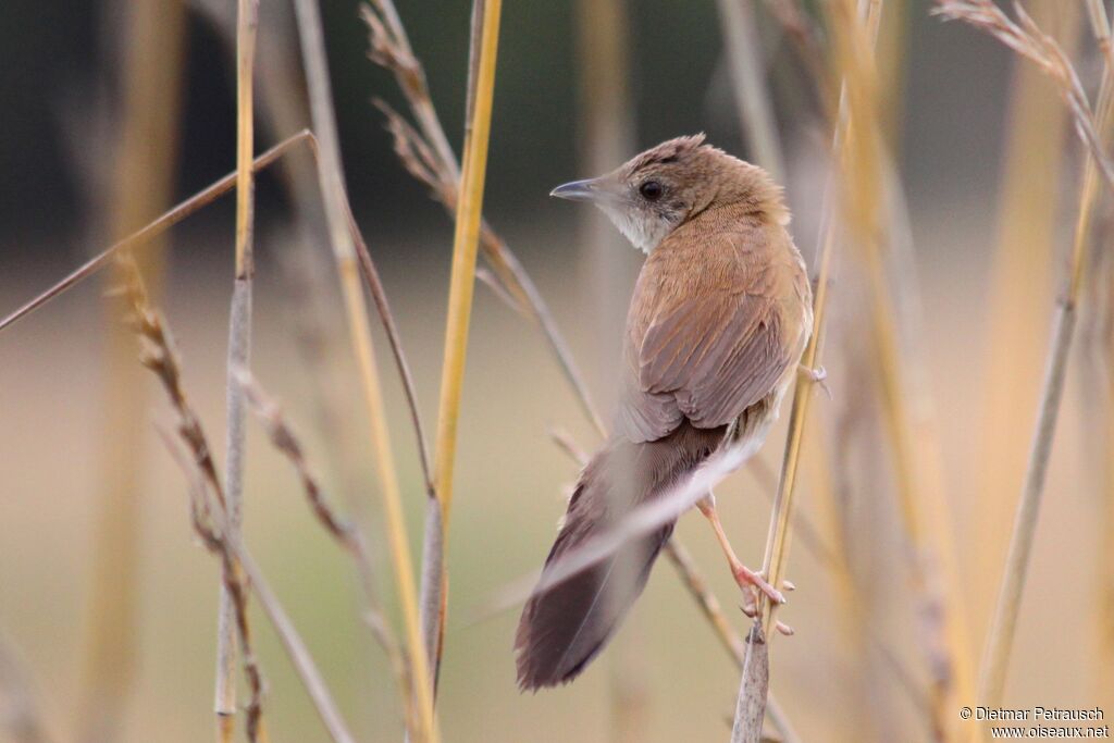 Fan-tailed Grassbirdadult