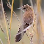 Fan-tailed Grassbird