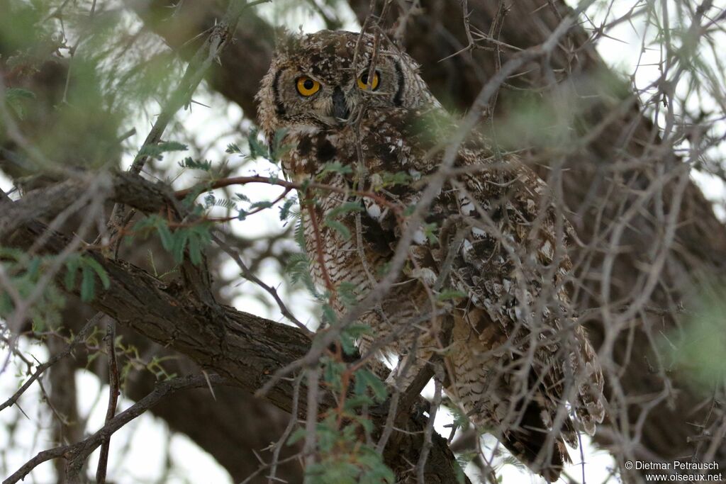 Spotted Eagle-Owladult