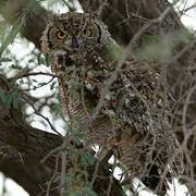 Spotted Eagle-Owl