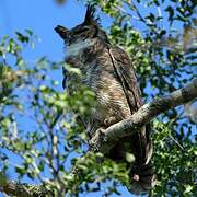 Great Horned Owl