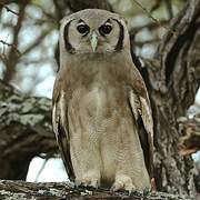 Verreaux's Eagle-Owl