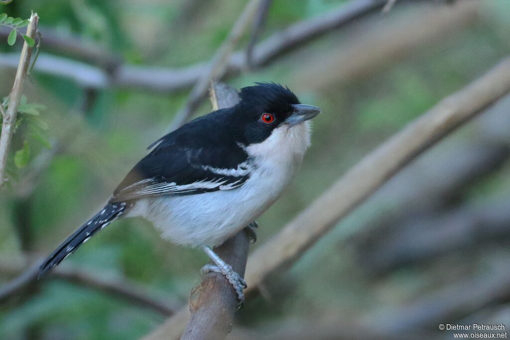 Great Antshrike male adult