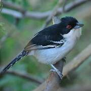 Great Antshrike