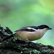 Tropical Boubou