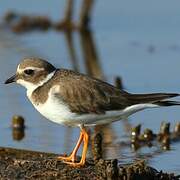 Common Ringed Plover