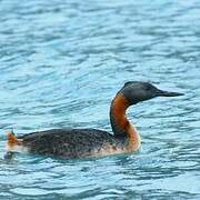 Great Grebe