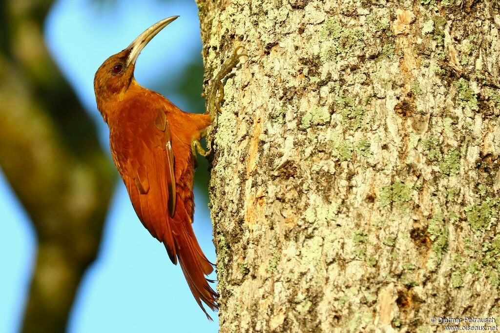 Great Rufous Woodcreeperadult