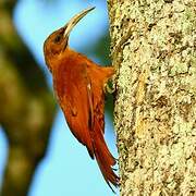 Great Rufous Woodcreeper