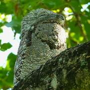 Great Potoo