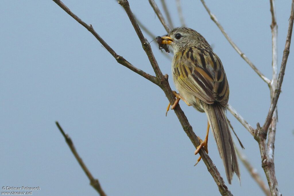 Wedge-tailed Grass Finchadult