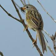 Wedge-tailed Grass Finch