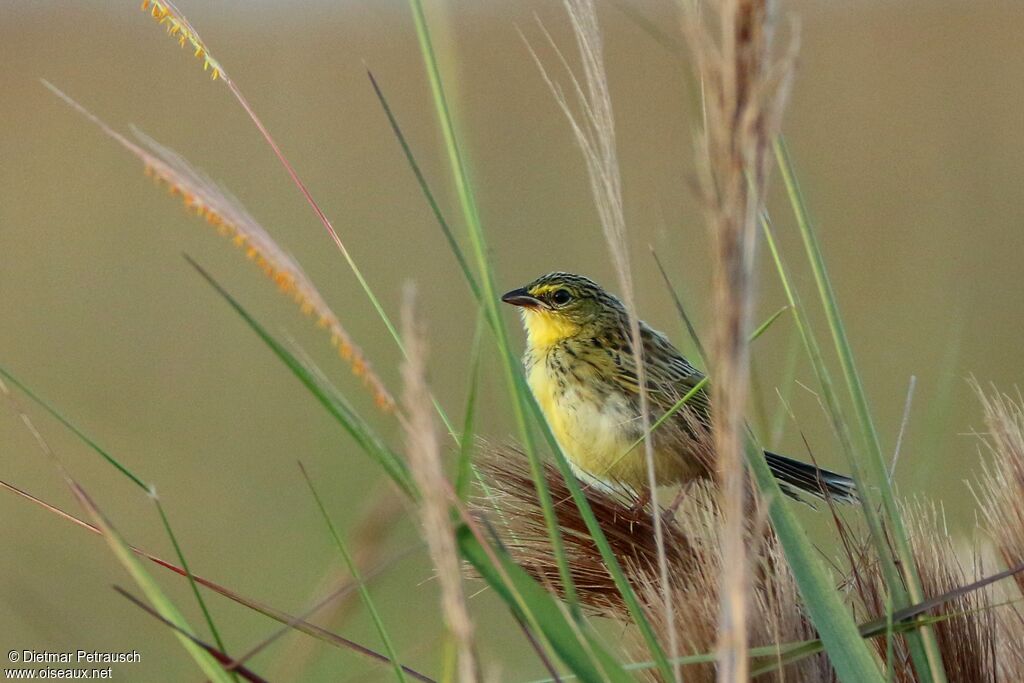 Wedge-tailed Grass Finchimmature