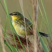 Wedge-tailed Grass Finch