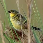 Wedge-tailed Grass Finch