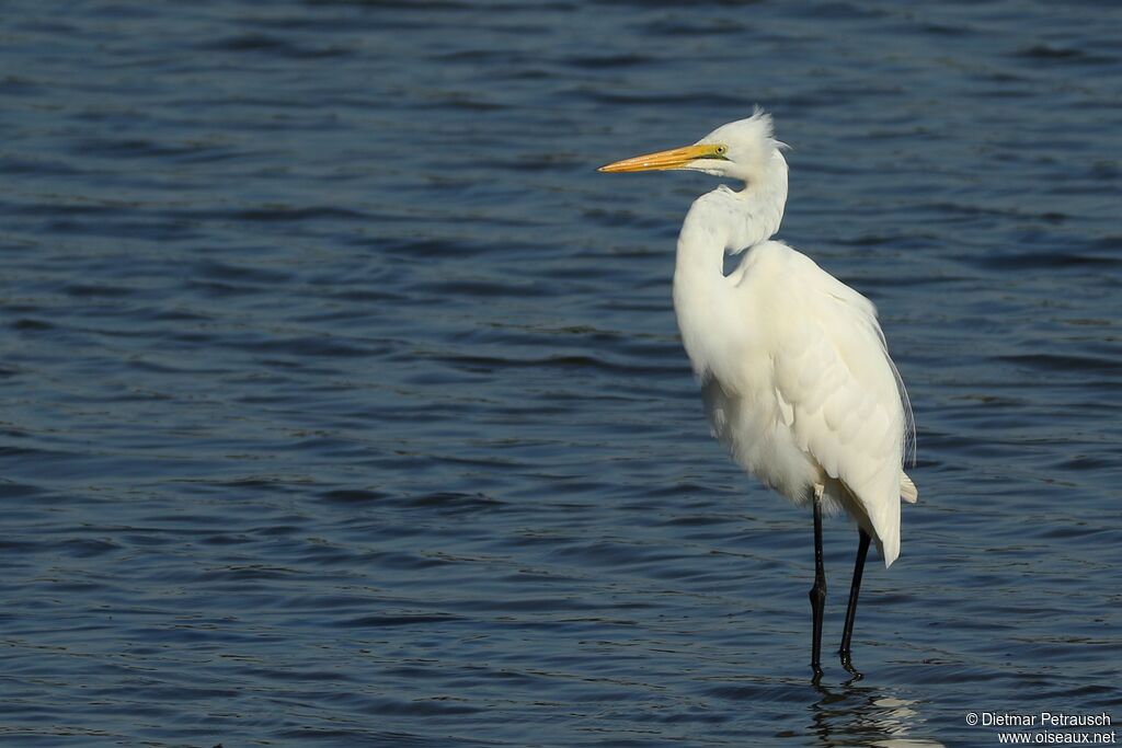 Great Egretadult