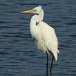 Grande Aigrette