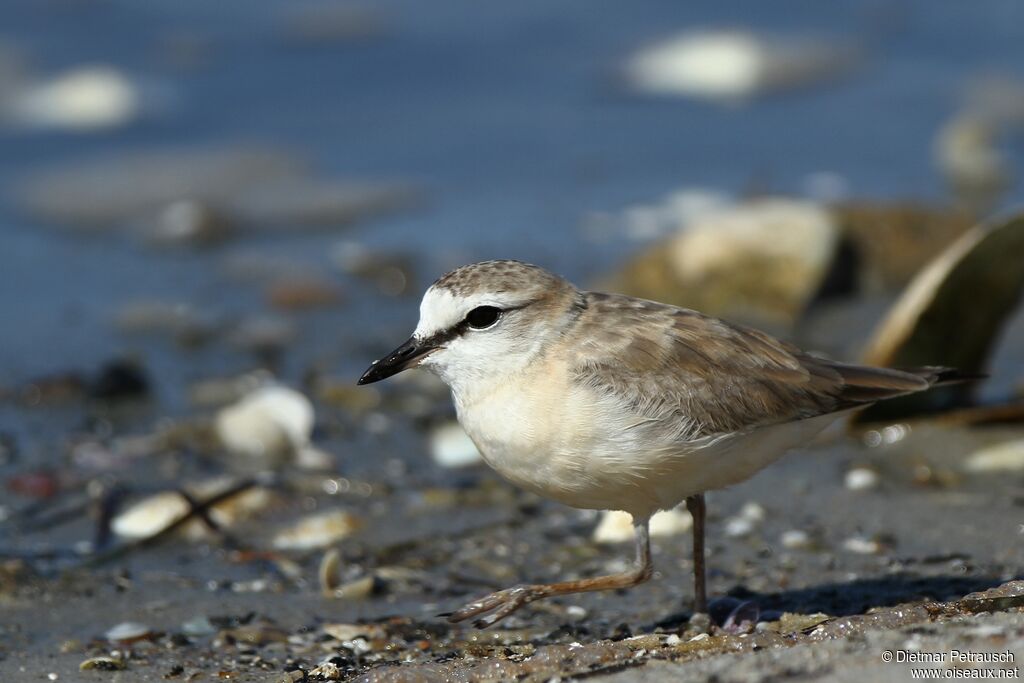 White-fronted Ploveradult