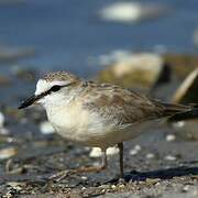 White-fronted Plover