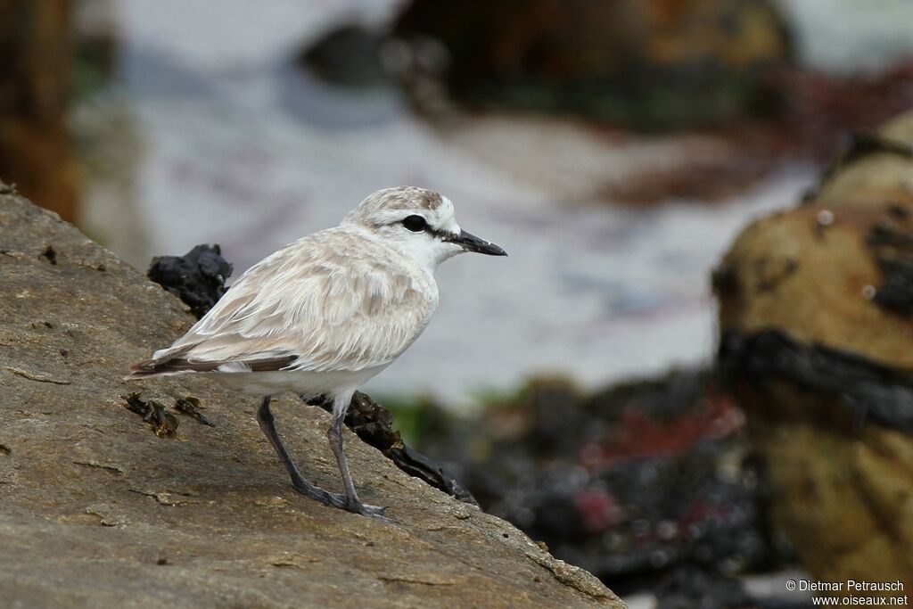 White-fronted Ploveradult