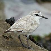 White-fronted Plover