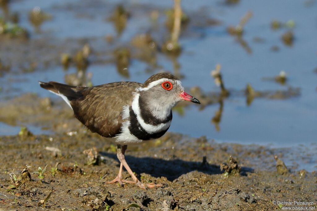 Three-banded Ploveradult