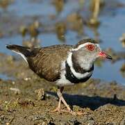 Three-banded Plover