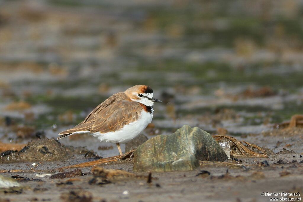 Collared Ploveradult