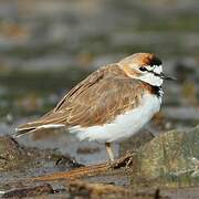 Collared Plover